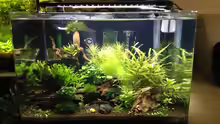 Scapers Tank