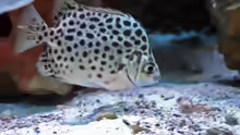 Scatophagus