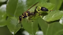 Sceliphron caementarium