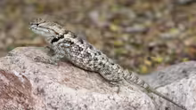 Sceloporus magister