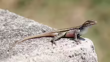 Sceloporus variabilis