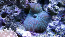 Scheibenanemone