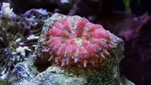 Scheibenanemone