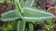 Schismatoglottis wallichii