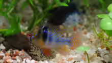 Schmetterlingsbuntbarsch beim Bewachen des Geleges