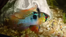 Schmetterlingsbuntbarsch