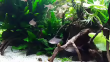 Hyphessobrycon rosaceus