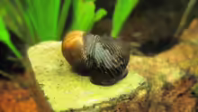 Schneckenliebe