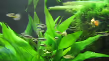 Schwarze Neons  + Platy Weibchen + Guppys