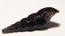 schwarze Turmdeckelschnecke