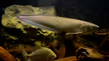 Schwarzer Arowana , jetzt ca. 50cm groß