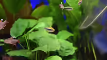 Hyphessobrycon rosaceus