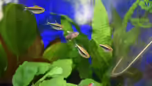 Hyphessobrycon herbertaxelrodi