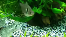 Hyphessobrycon megalopterus