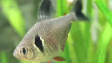 Hyphessobrycon megalopterus