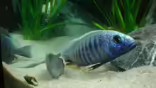 Sciaenochromis  Ahli, Hochzeit  