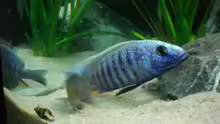 Sciaenochromis  Ahli, Hochzeit  