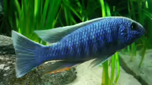 Sciaenochromis  Ahli