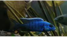 Sciaenochromis ahlii