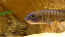 Sciaenochromis fryeri  female mit Eiern im Maul