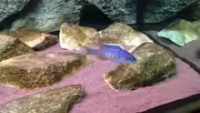 Aquarium-Rückwand