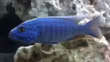 Sciaenochromis fryeri  male