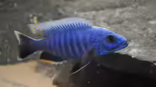 Sciaenochromis fryeri 