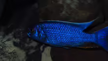 Sciaenochromis fryeri 12.01.2013