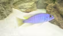 Sciaenochromis fryeri ???ahli??? Bock
