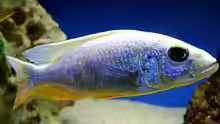 Sciaenochromis fryeri ahli Iceberg