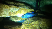 Sciaenochromis Fryeri bei Nacht