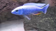 Sciaenochromis fryeri Bock 2