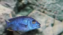 Sciaenochromis fryeri Bock