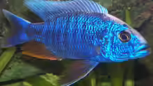 Sciaenochromis fryeri Bock