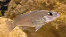 Sciaenochromis fryeri female