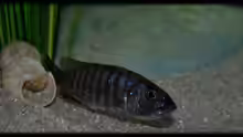 Sciaenochromis fryeri (female)