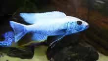 Sciaenochromis fryeri iceberg