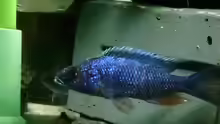 Sciaenochromis fryeri Mänchen in seiner Höhle