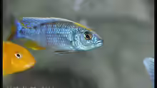 Sciaenochromis fryeri Männchen gelbe Blässe