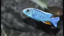 Sciaenochromis fryeri Männchen weiße Blässe