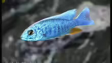 Sciaenochromis fryeri Männchen weiße Blässe