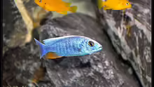 Sciaenochromis fryeri Männchen weiße Blässe