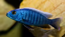 Sciaenochromis fryeri Männchen