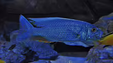 Sciaenochromis fryeri male 21.04.2013