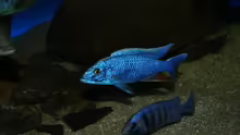 Sciaenochromis fryeri male