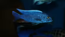 Sciaenochromis fryeri male