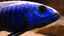 Sciaenochromis fryeri male