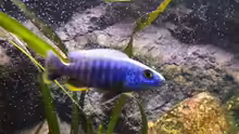 Sciaenochromis fryeri male