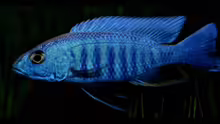 Sciaenochromis fryeri male