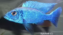 Sciaenochromis fryeri maleri